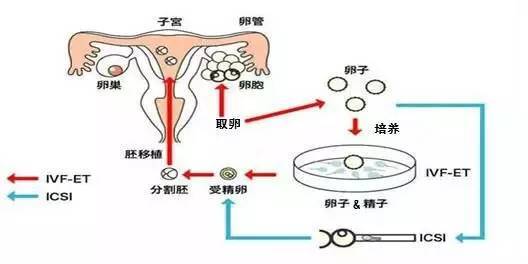 早早孕试纸