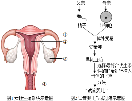 怀女孩