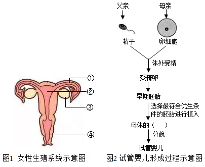 二胎生育